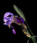 Flowers-on-black