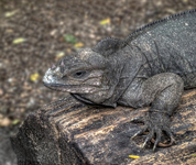 Rhinoceros-iguana