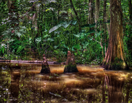 Swamp-mirror