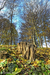 The-old-tree-trunk