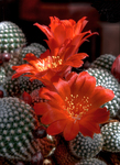 Rebutia