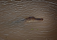 Young-gator-
