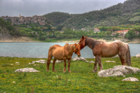 Horses
