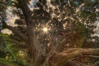 Rainbow-tree