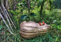 Pumpkin