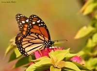 The-monarch