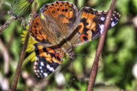 Butterfly-macro