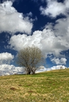 The-old-solitary-tree