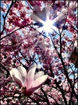 Sunshine-magnolia