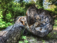Old-oak