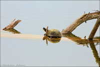 Turtle-on-a-log