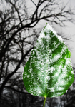 Leaves-with-snow