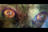 The-eye-of-the-tiger