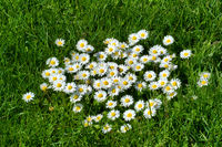Unknown-flowers