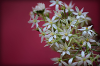 Wild-flowers