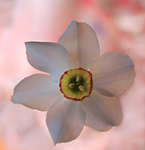 Narcissus-poeticus