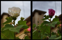 Metamorphosis