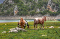 Horses-2