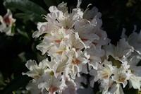 My-flowerpic