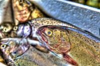 Fish-eye-lens-