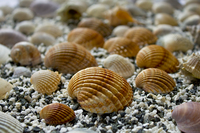 Sea-shells