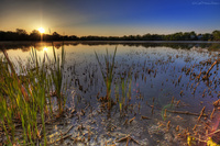 Sunrise-on-the-cattails