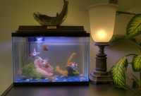 My son’s aquarium II