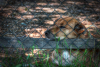 A-dog-waiting