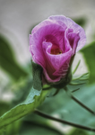 Rose-of-may