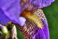 Broadway-iris