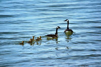 Canada-goose-family