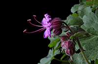 Wild-flower-