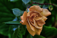 Wild-rose