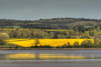Mellow-yellow