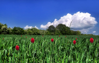 Flowers-in-wheat