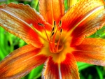 Tigerlilly