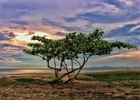 Tree-on-the-beach