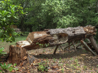 Felled-pine-