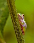 1-inch-tree-frog