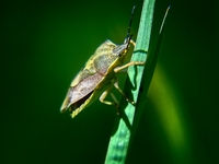 Bug