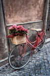 Flowers-on-the-bicycle