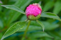 Roses-in-flower-development-