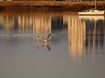 Water-landing