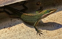 Anole