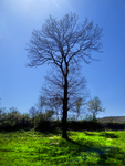 Oak