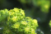Macro-2