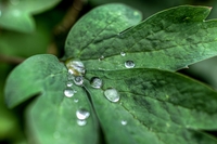 Drops-