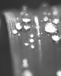 B-w-bokeh