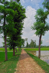 The-path