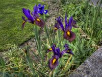 Flowers-in-the-garden